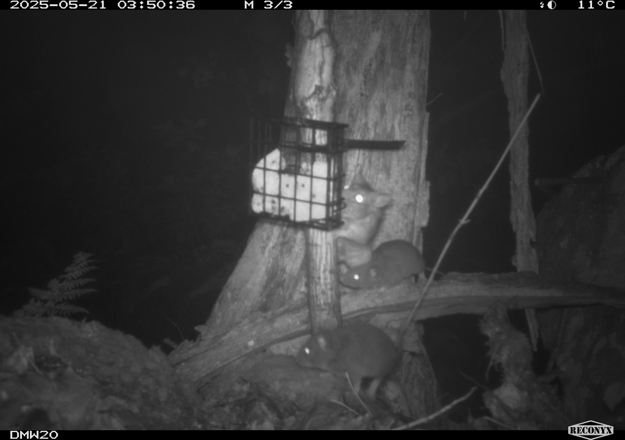 Сім'я Woodrats у пастці камери Suet.